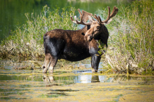 Moose near Pilgrim Creak