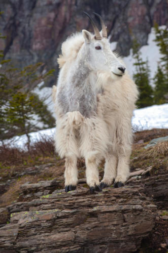 Rockymountain Bighorn Sheep